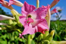 cultivated tobacco